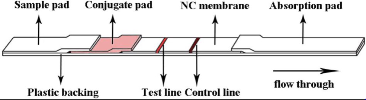 圖1. 側向流體免疫層析產品結構