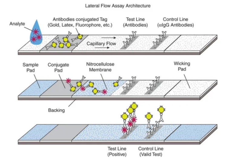 圖3. 側向流體免疫層析法原理